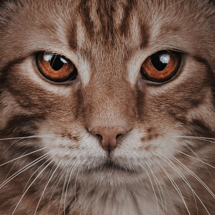 Beyond Purrs: Decoding Your Cat's Emotional Radar - 4FurBaby