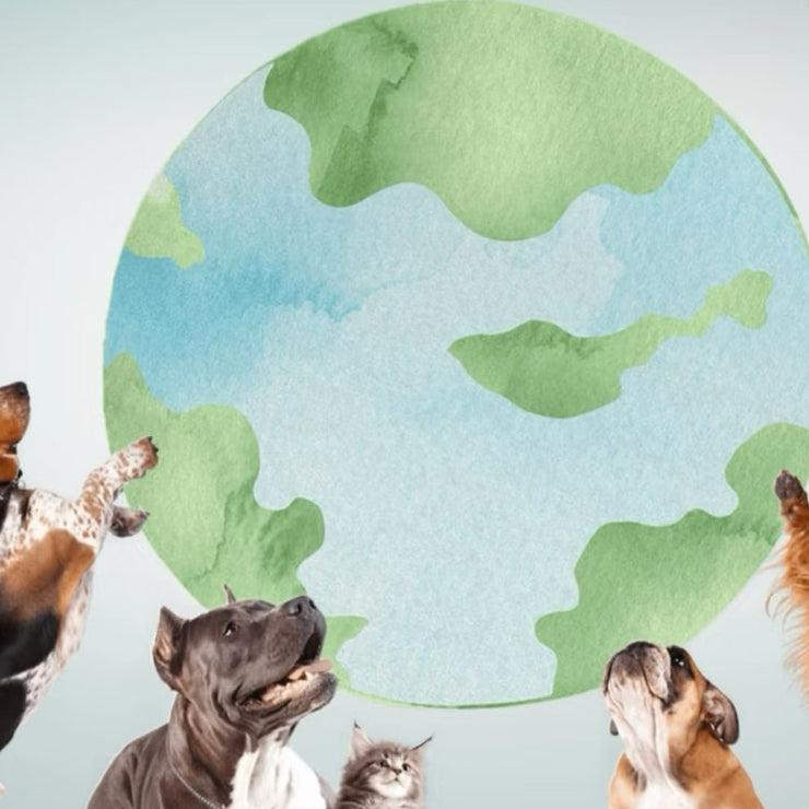 Eco-Warriors: How to Love Your Pets and Save the Planet - 4FurBaby