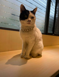 Elegant Pet Pearl Collar - Make Your Pet Shine - high - quality faux pearls with silver decorative chain - 4FurBaby