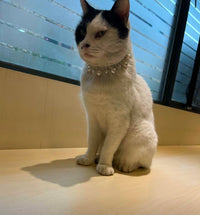 Elegant Pet Pearl Collar - Make Your Pet Shine - high - quality faux pearls with silver decorative chain - 4FurBaby