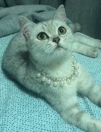 Elegant Pet Pearl Collar - Make Your Pet Shine - high - quality faux pearls with silver decorative chain - 4FurBaby