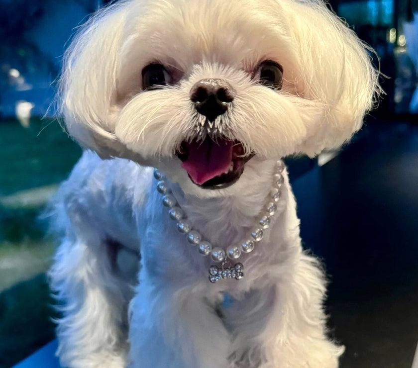 Luxury Pet Pearl Necklace with Crystal Bone Charm - Elegant Pearl Collar - 4FurBaby