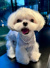 Luxury Pet Pearl Necklace with Crystal Bone Charm - Elegant Pearl Collar - 4FurBaby