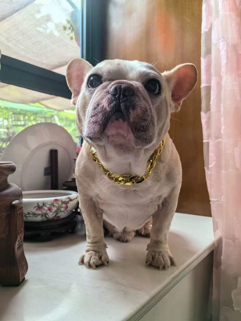 Pet Necklace for French Bulldogs, Pugs, and Teddy Bear Dogs - Stylish Gold Chain Collar for Small to Medium Breeds - 4FurBaby