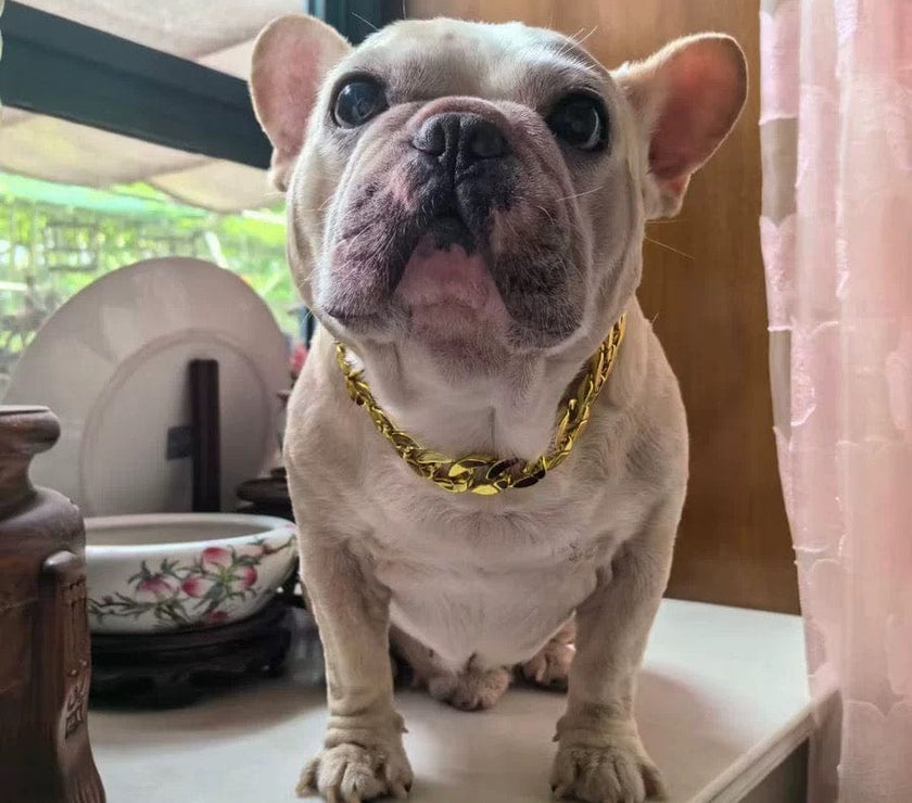 Pet Necklace for French Bulldogs, Pugs, and Teddy Bear Dogs - Stylish Gold Chain Collar for Small to Medium Breeds - 4FurBaby